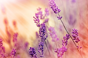 Whipped Shea Butter - Lavender