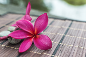 Whipped Shea Butter - Plumeria